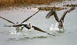 Pelicans Taking Wing_30366